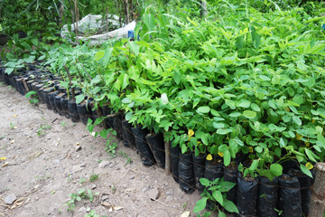 Somoto Firmenwald in Niceragua Foto zwei Firmenwald-Somoto-Bild2